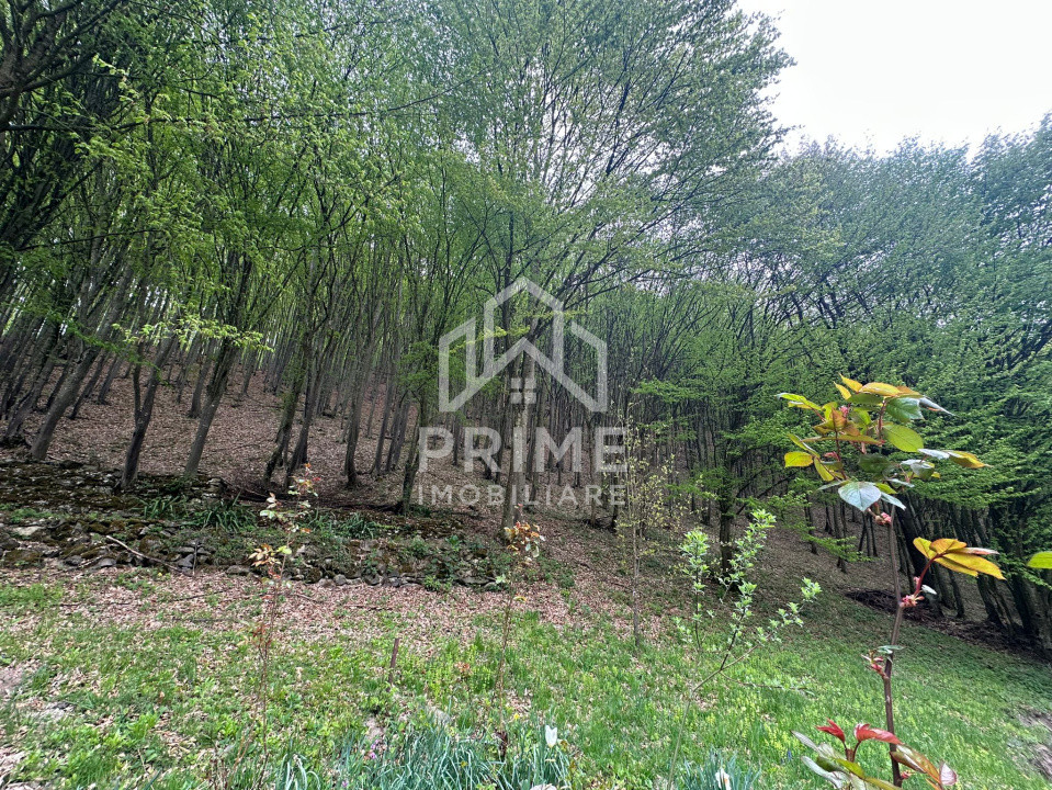 Case de vanzare Ighiel 11