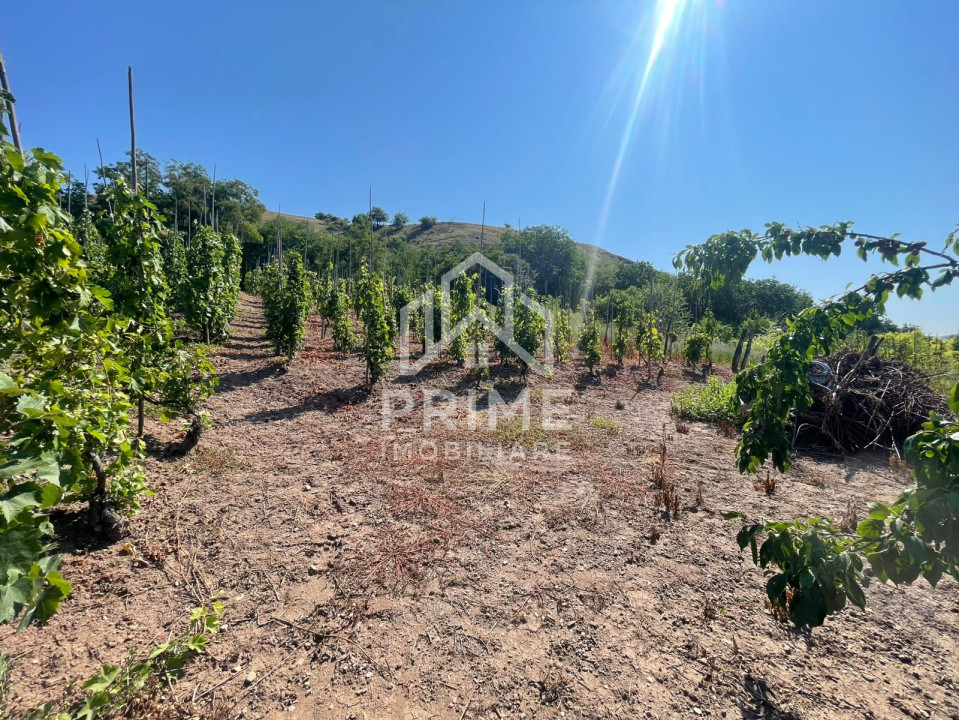 Case de vanzare Bucerdea Vinoasa Central 8